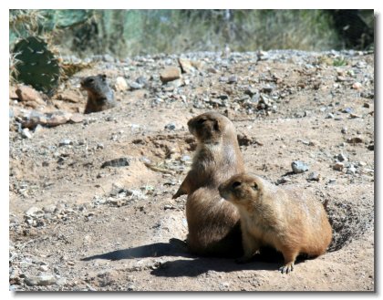 Tucson (7)   Prairie Dogs